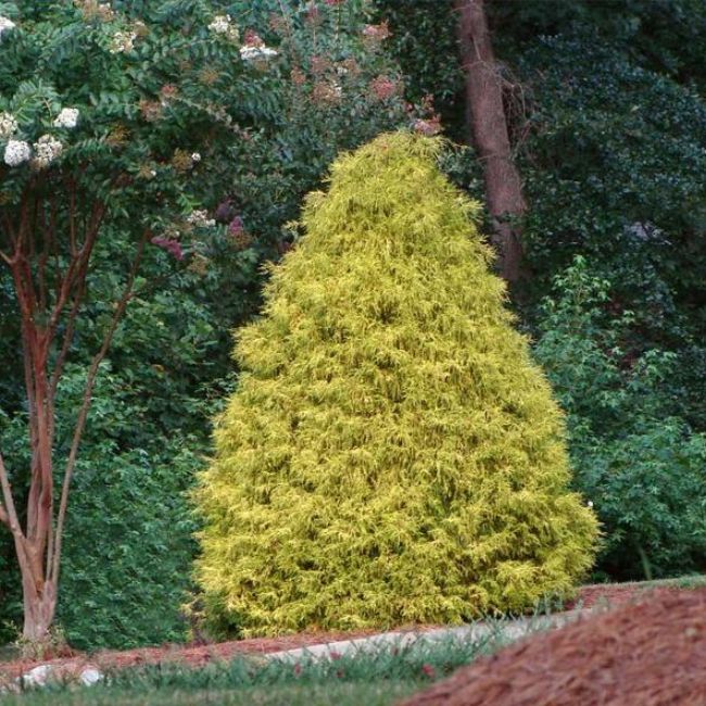 Gold Mop Cypress