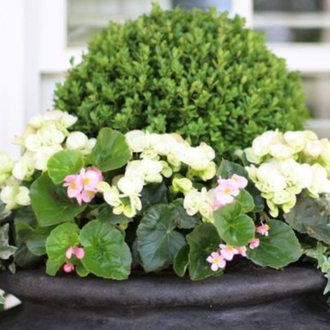 Gracious Begonias