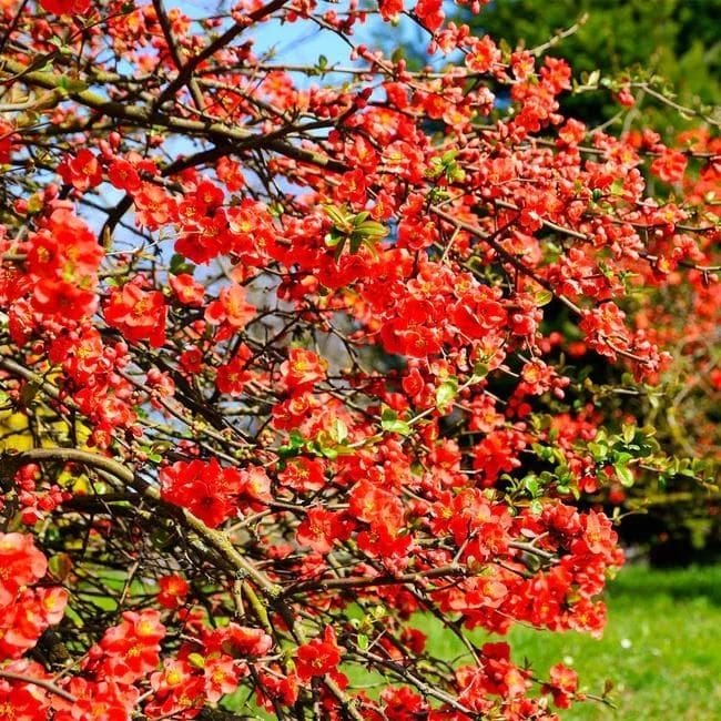 Japanese Flowering Quince