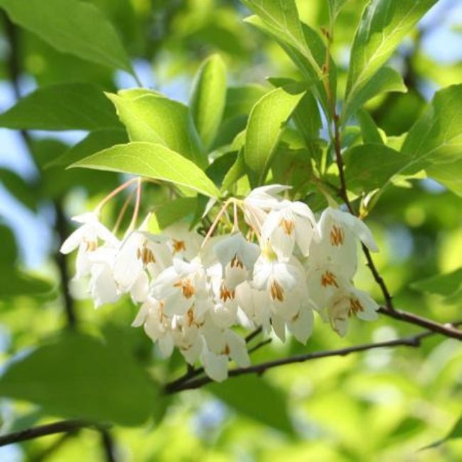 Japanese Snowbell Tree
