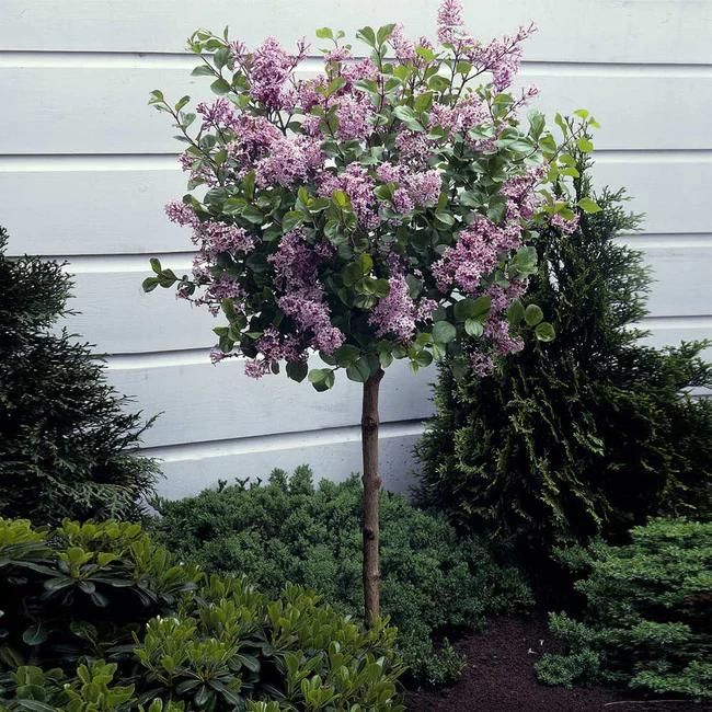 Korean Lilac Tree