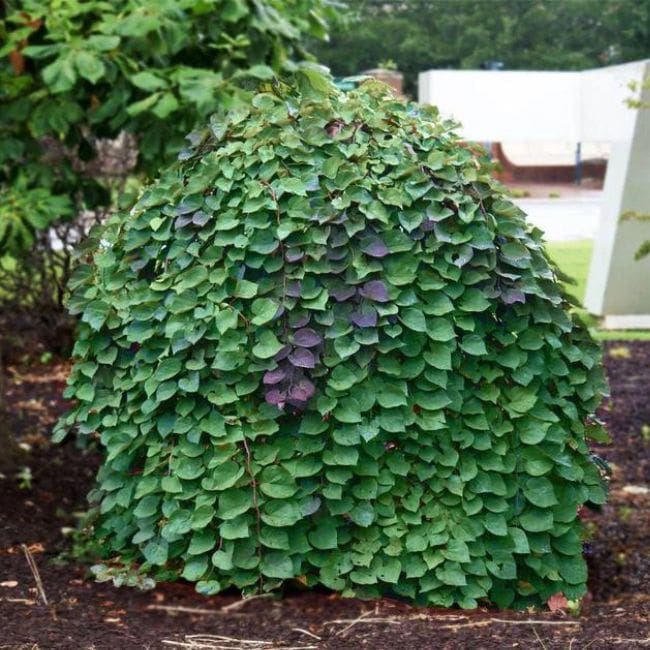 Lavender Twist® Weeping Redbud Tree