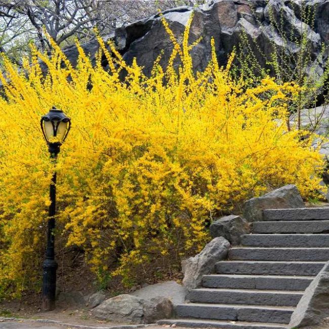 Lynwood Gold Forsythia