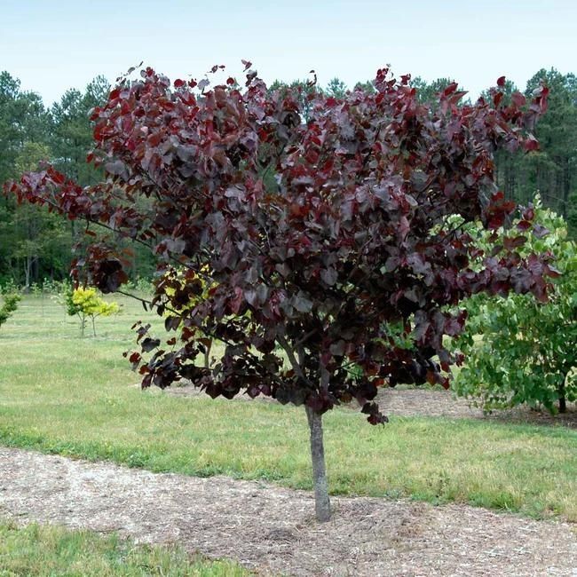 Merlot Redbud Tree