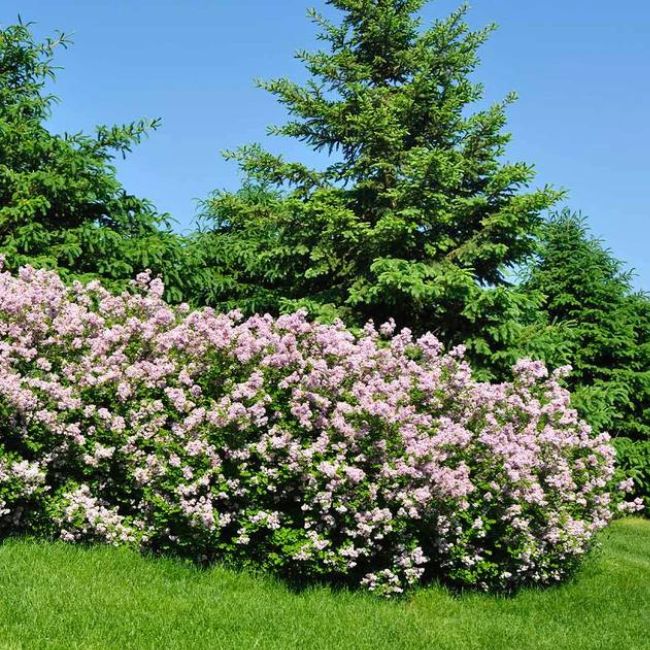 Miss Kim Lilac Shrub