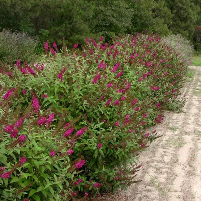 Miss Molly Butterfly Bush
