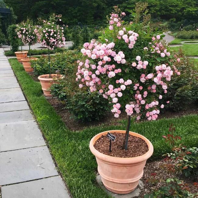 Perfume Breeze™ Rose Tree