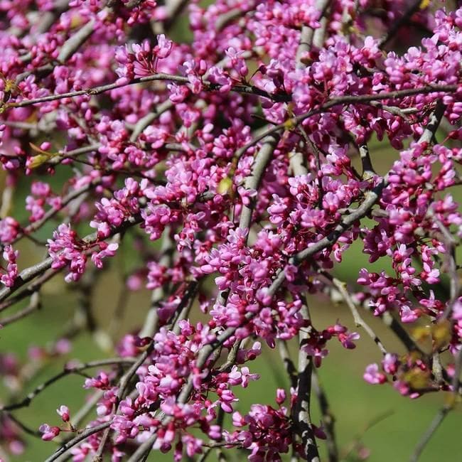 Pink Heartbreaker Redbud Tree