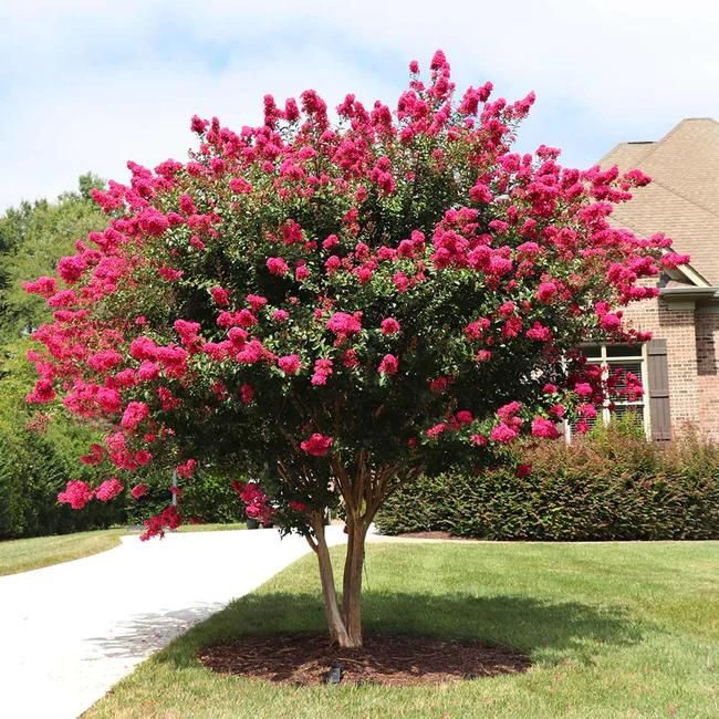 Pink Velour Crape Myrtle