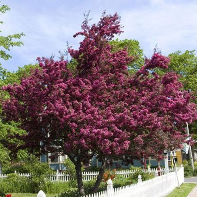 Profusion Crabapple Tree