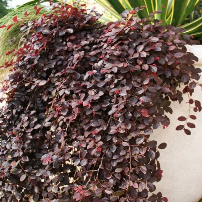 Purple Pixie® Dwarf Weeping Loropetalum