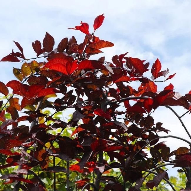 Purple Plunge Weeping Plum Tree