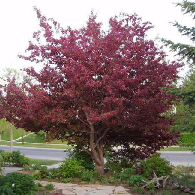 Royalty Crabapple Tree