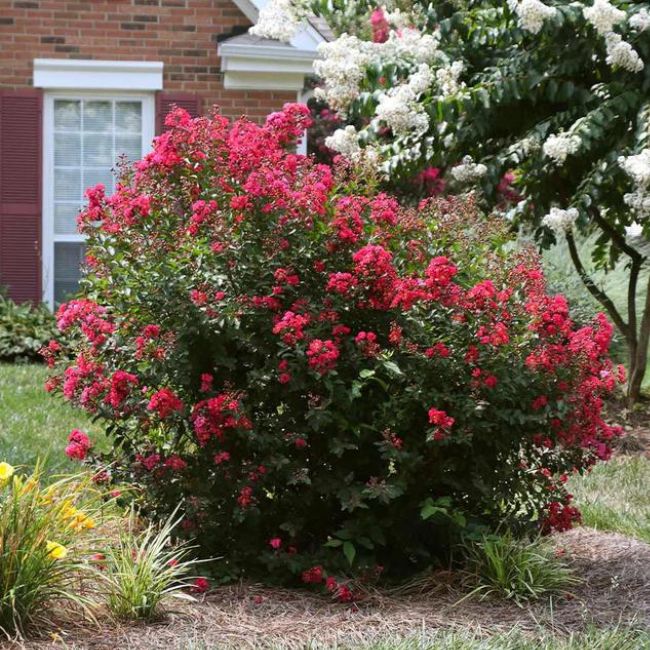 Ruby Prince Crape Myrtle Tree