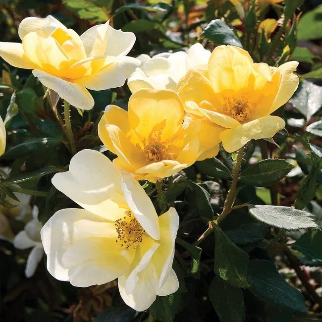Sunny Knock Out Rose Tree
