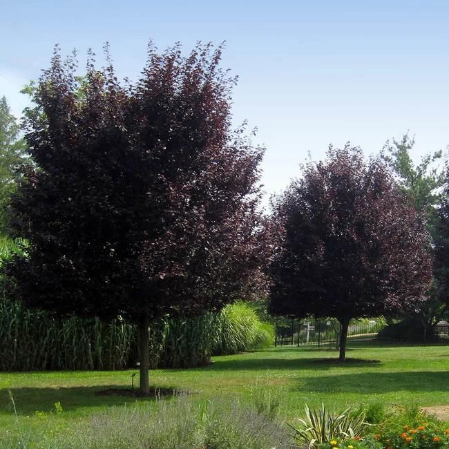 Thundercloud Plum Tree