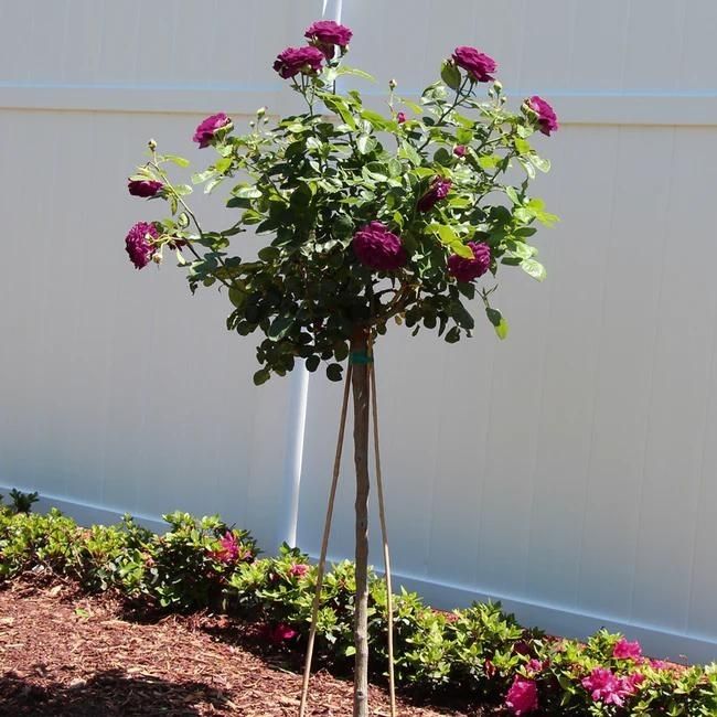 Twilight Rose Tree