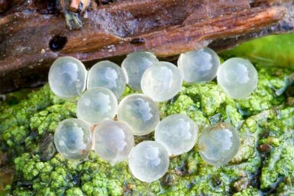 what do slug eggs look like