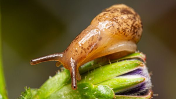 slug damage to plants