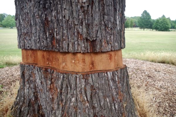 Girdling or Ring Barking