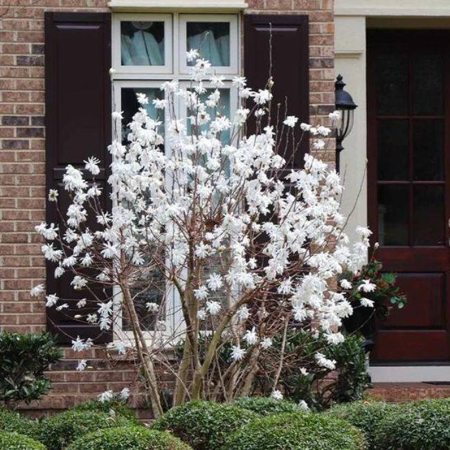 Royal Star Magnolia Tree