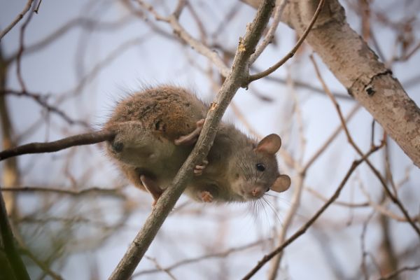 rat in a tree