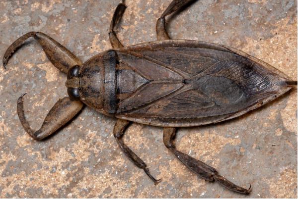 Water Bug