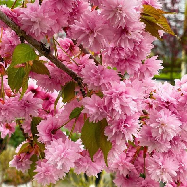 Weeping Extraordinaire™ Cherry Tree