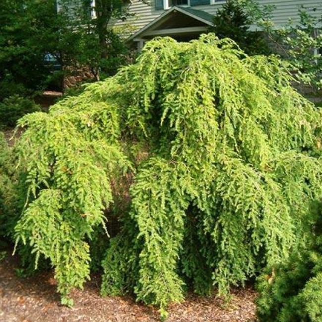 Weeping Hemlock