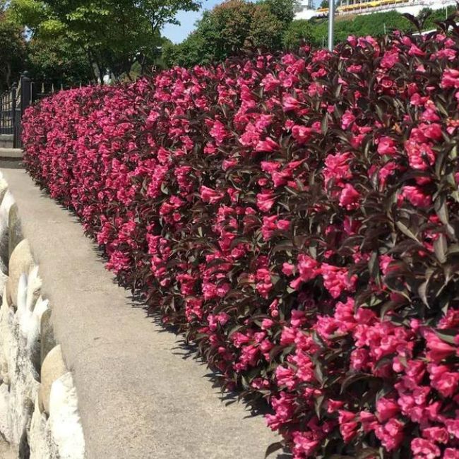 Wine & Roses Weigela Shrub