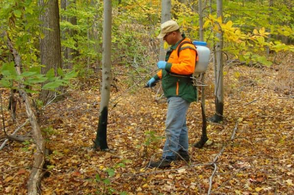 basal bark treatment.