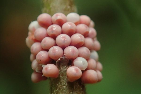beetle eggs