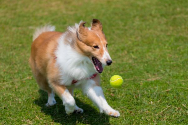 best grass for playing dogs