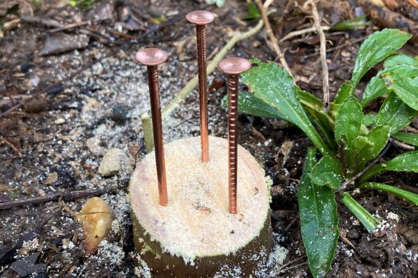 copper nails to kill a small tree stump
