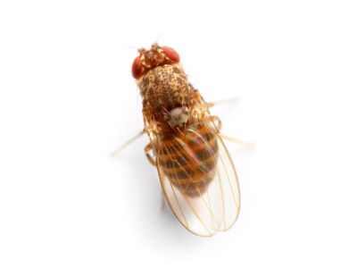 fruit fly