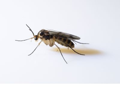 fungus gnat