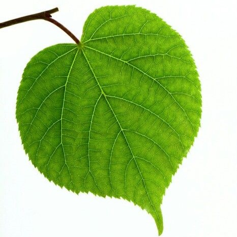 heart shaped leaf