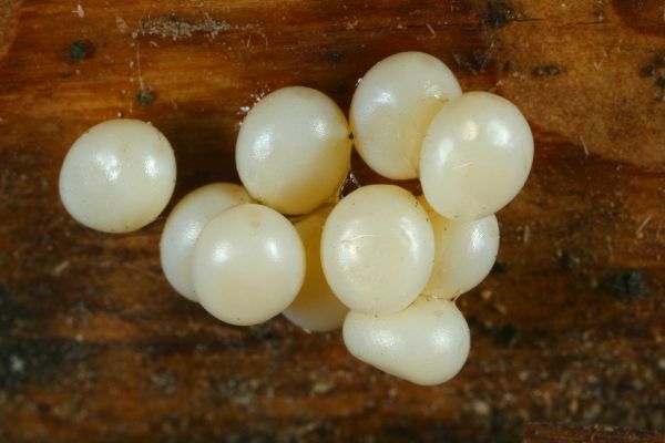 moth eggs