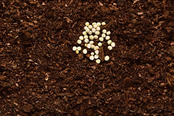 seeds on soil surface