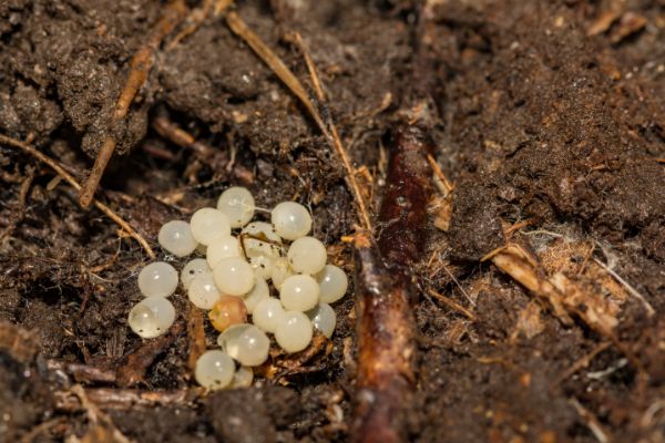 slug eggs on soil