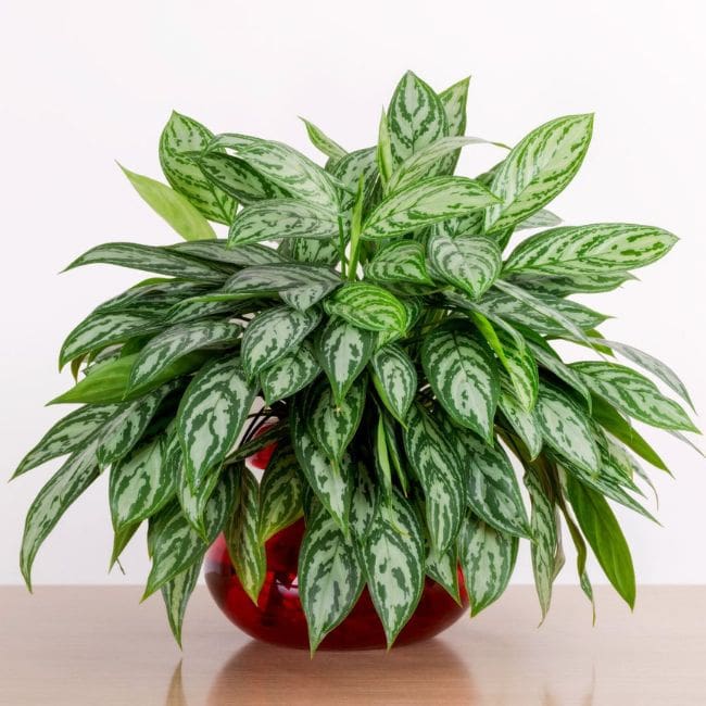 Aglaonema