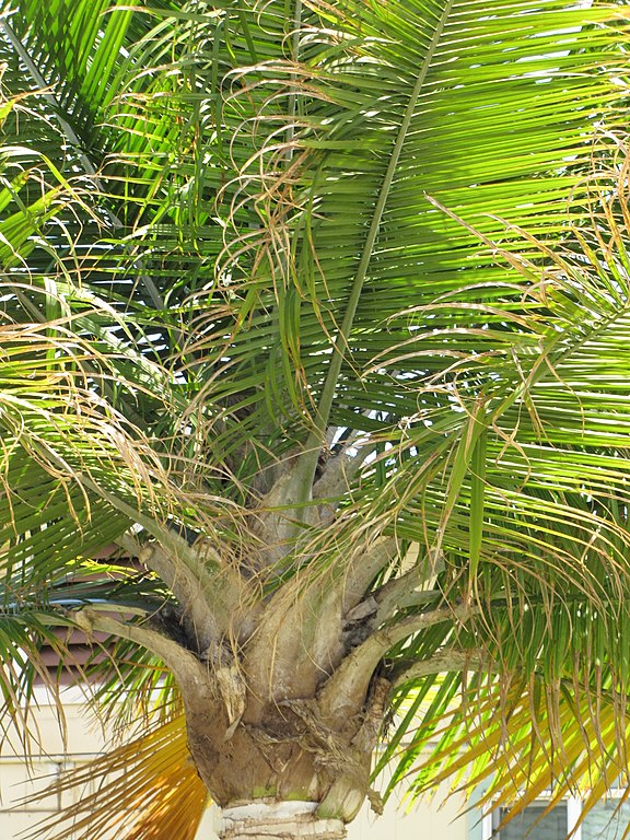 Brown Tips and Yellow Leaves