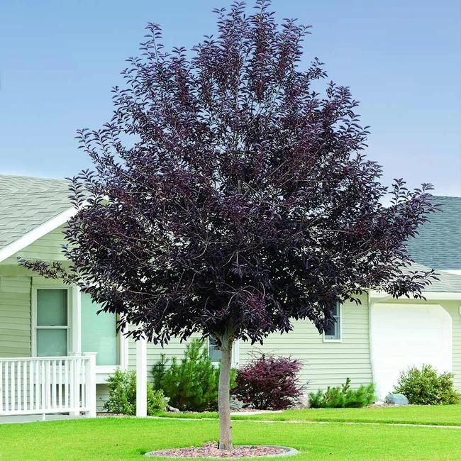 Canada Red Chokecherry