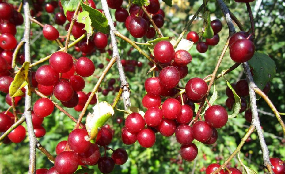 Canada Red Chokecherry