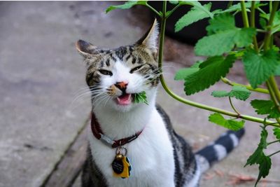 Draw Its Attention with Edible Plants