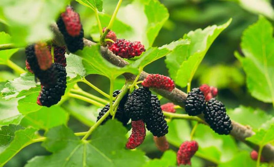 Everbearing-Mulberry-Tree