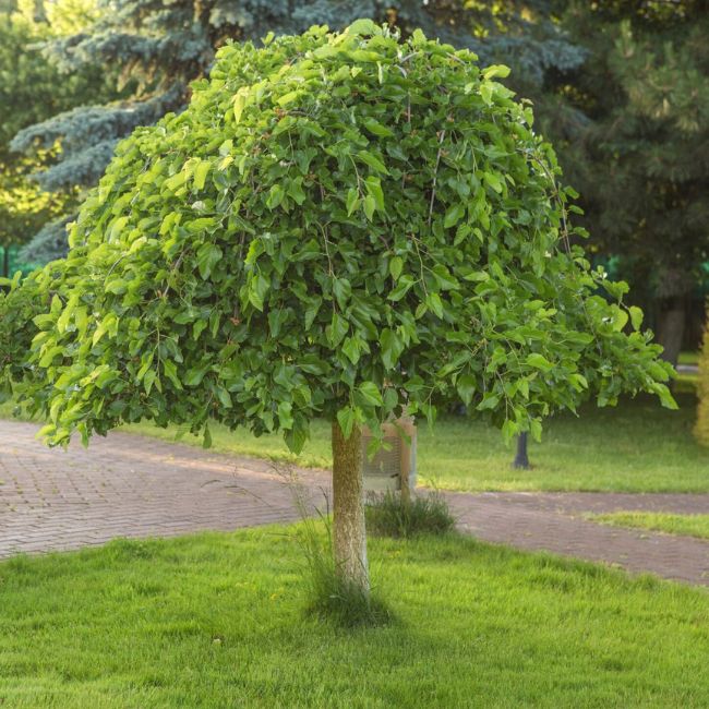 Everbearing Mulberry Tree