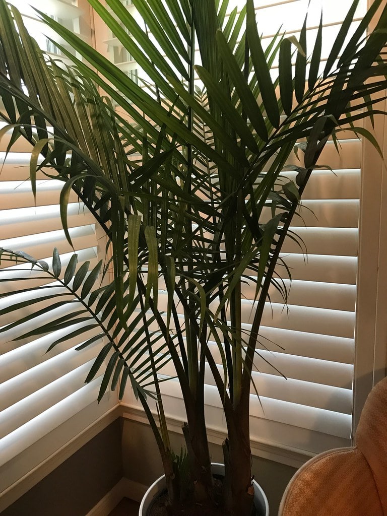 Exposure to Sunlight & Position