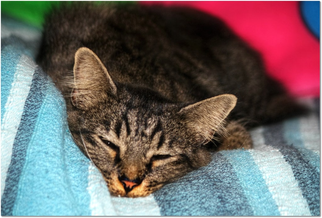 How Do I Know If My Cat Ate a Poisonous Plant?