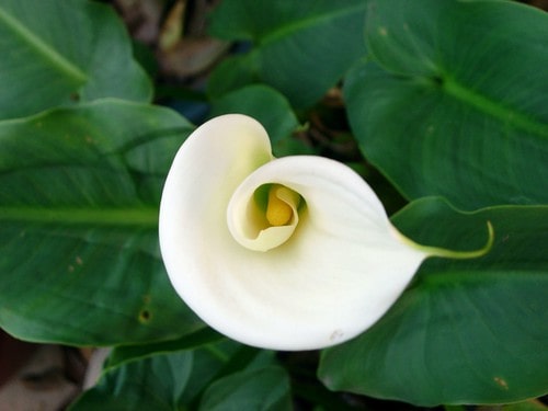 How Is Peace Lily Toxic?